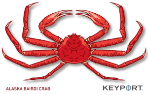 Alaska Bairdi Snow crab drawing