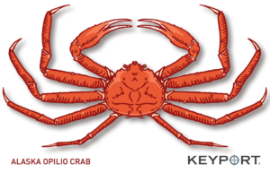 Alaska Opilio