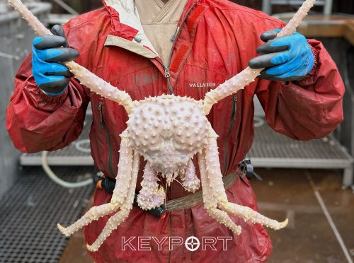 Keyport LLC Crab Fisherman holding up a Golden King crab that appears much lighter in color